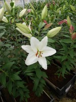 [5353 White Spear DJ No02.JPG]